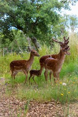 deer in a green space