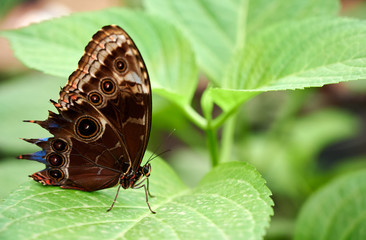 W motylarni © Dariusz