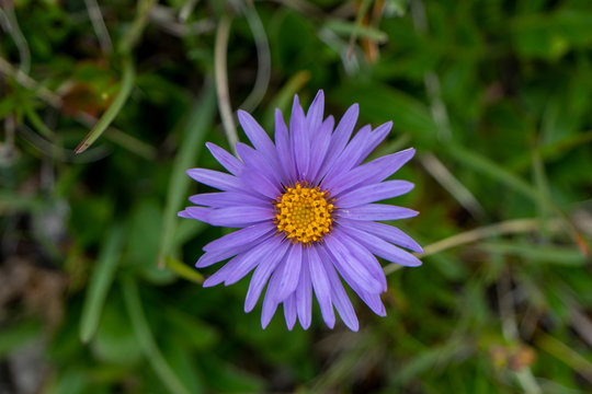 Alpen-Aster - Aster alpinus: Kr&auml;ftig leuchtende, gelb-violette Bl&uuml;ten