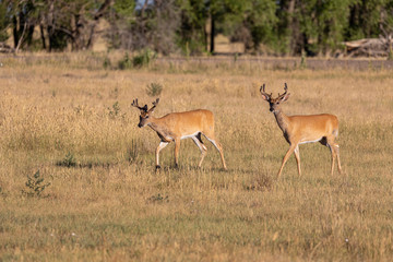 Naklejka na ściany i meble Whitetail Deer Bucks in Summer in Colorado