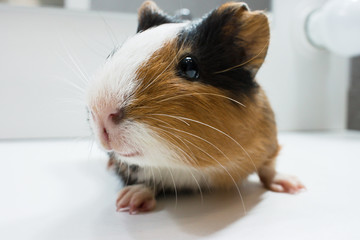 guinea pig looking at the camera, cute face