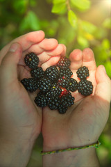 A handful of blackberries held by the hands of a little girl.  Collected in an Asturian forest. Tourism during Covid-19