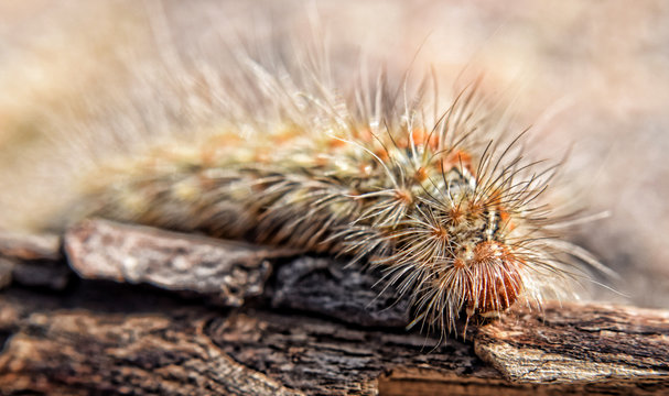 Caterpillar - Lasiocampa quercus