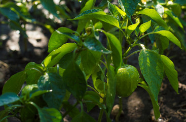 green pepper bushes in the garden