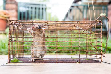 Closeup of rat mouse caught in rat trap cage