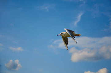 Seagull in blue sky clouds. Seagull flying in blue sky. Seagull flying in sky. Seagull flying sky