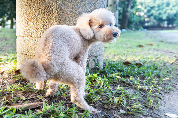 Toy poodle pooping on grass in the park