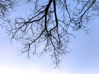 Tree over head