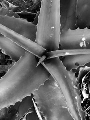 Black & White Aloe