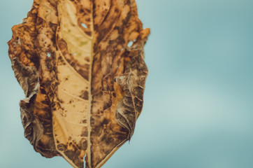 Moody cloudy autumn vibe close up of a dried and withered yellow sunflower leaf against dark blue sky before storm