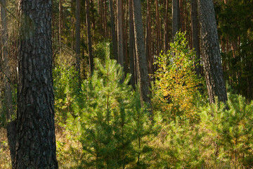 a landscape inside the forest, sunny morning day, young birch grows between the spruce trees