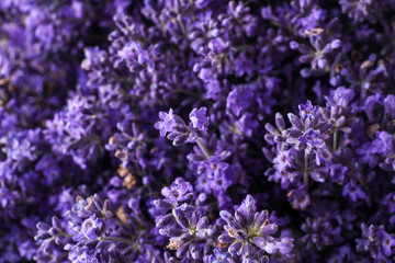 Obraz premium Beautiful lavender flowers as background, closeup view