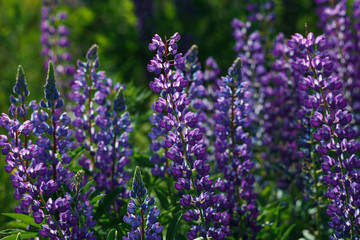 Obraz premium Lupinus field with pink purple, blue and violet flowers. Lupinus meadow.