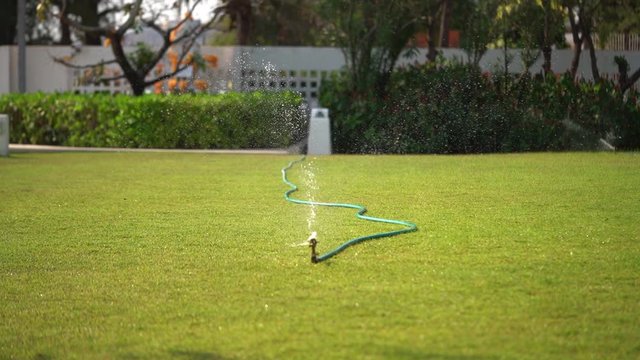 Automatic Water Sprinkle is watering green grass turf on Home backyard garden.
