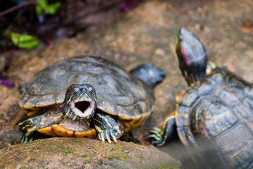 Brazilian turtle or Red-eared slider / terrapin sunbathing. Red-eared slider is the most popular pet turtle in the United States and is also popular as a pet in the rest of the world