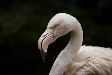 Greater flamingo (Phoenicopterus roseus) in close-up and isolated