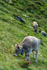 Naklejka na ściany i meble Kühe auf der Alp