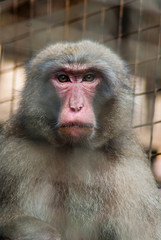 Japanese macaque (Macaca fuscata), also known as the snow monkey, is a terrestrial Old World monkey species that is native to Japan