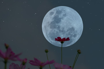 Full moon on the sky with silhouette cosmos flowers.