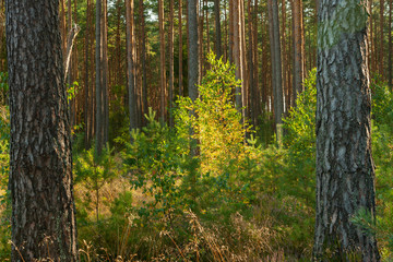 Obraz premium a landscape inside the forest, sunny morning day, young birch grows between the spruce trees