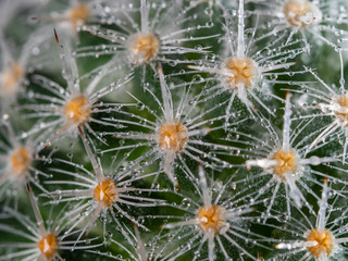 Extreme close up of wet mammillaria cactus thorns 