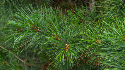 pine cone on a Christmas tree. background