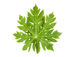 One large papaya leaf on a white background with clipping path and cutout.