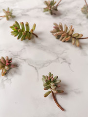 Jelly bean or sedum rubrotinctum aurora plant cuttings for propagation on white marble background