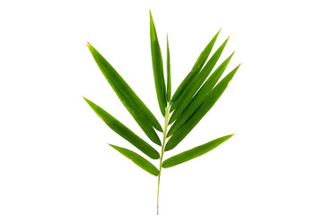 Bamboo leaf with sunburns on a white background with clipping path.