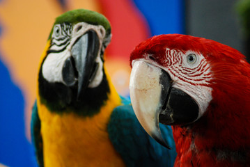Pair of scarlet macaw playing with each other