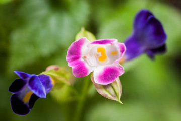 Torenia also known as wishbone flower with pink and blue color flower ini close up