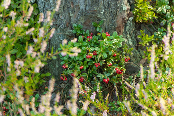 a close-up of red forest berries growing in the forest against the background of a tree trunk, delicious for jams and preserves,