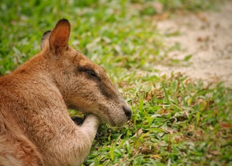 Smiling kangaroo laying on the grass