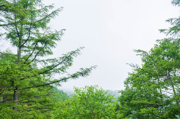 霧が降りてきた山　ビーナスライン