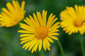 beautiful yellow flowers of doronicum.