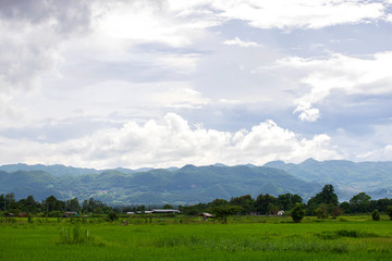 Rice fields, Chiang Mai, Thailand