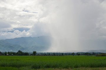 Fototapeta na wymiar Rice fields, Chiang Mai, Thailand
