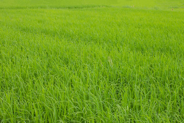 Obraz premium Rice fields, Chiang Mai, Thailand