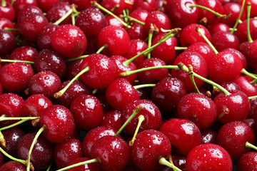 Sweet red cherries with water drops as background, closeup