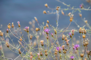 Tall purple wildflowers with spider webs on stalks on river shore nobody