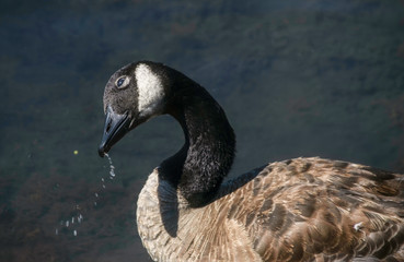 Canada goose closeup profile drinking water in a pond sunshine nobody