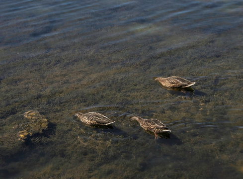 Three Female Mallards Swimming In Unison In Pond With Heads Underwater Nobody