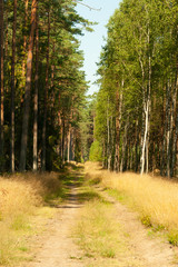 Obraz premium landscape inside the forest, morning sunny day,the road is covered with golden grass