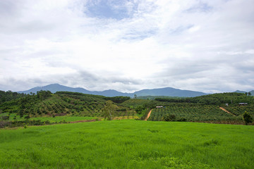 Obraz premium Longan Garden on the Mountain of Chiang Mai, Thailand