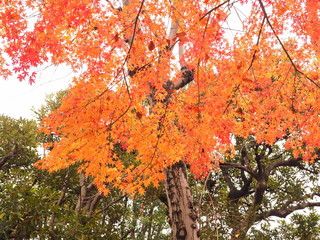 紅葉する木々