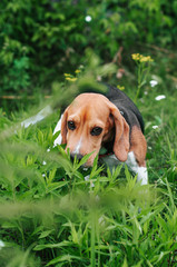 Happy puppy beagle dog having fun in green grass