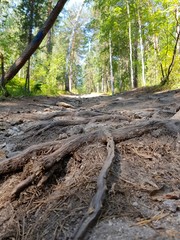 Forest rocky road among the trees