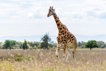 Masai giraffe (Giraffa Camelopardalis Tippelskirchii) walking in Maasai Mara National Reserve, Kenya