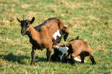 Chèvre, chevreau, race Alpine, Capra aegagrus hircus