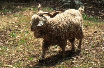 Chèvre, bouc, race Angora, Capra aegagrus hircus